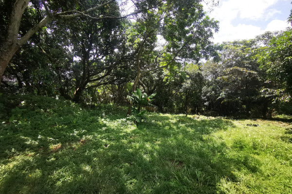 Se Vende Lote Uso Comercial Industrial. $250 X M2. Se Vende 2000m2 Como Mínimo. Brazil De Mora (Ref. 4762)