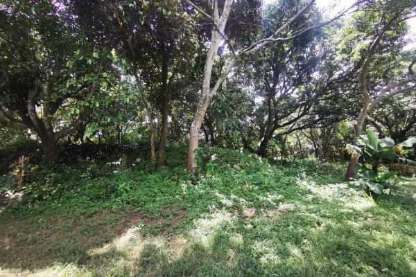 Se Vende Lote Uso Comercial Industrial. $250 X M2. Se Vende 2000m2 Como Mínimo. Brazil De Mora (Ref. 4762)